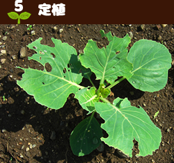 5定植