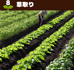 8草取り