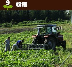 9収穫