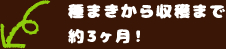 種まきから収穫まで約3ヶ月！